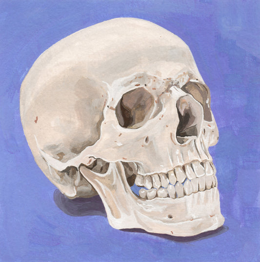 Skull Study